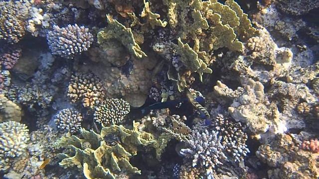 ухаживание коралловых гарруп