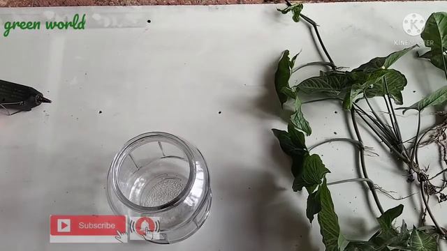 #syngonium#decorating Ideas#indoor Plant Decoration