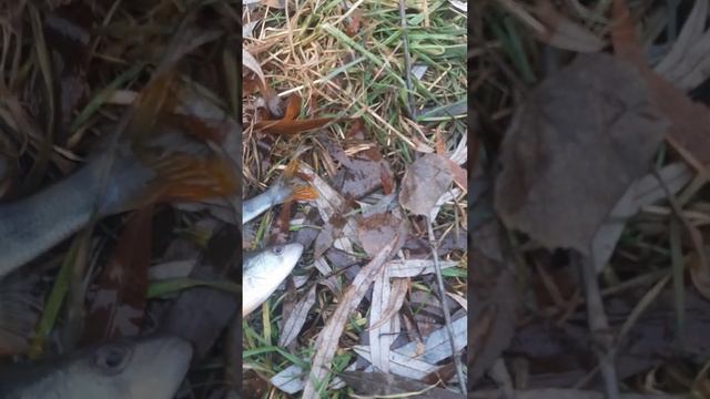 Ловля окуня на фидер.Ура сезон открыт !