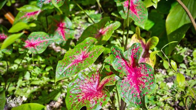 Top 7 Gorgeous Heat-Tolerant Plants That Will Survive In The Summer 🌻🌼🌞