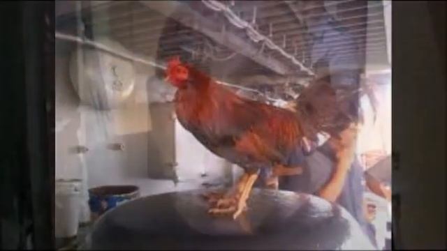 Петухи в Тюрьме — Последнее, Чего Ты Хочешь Стать! Учимся  ТОП-10 Правилам!