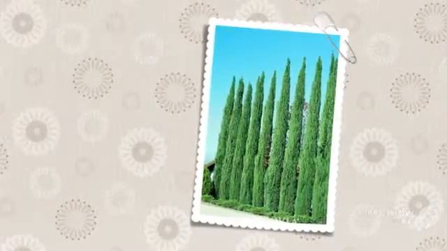 Cupressus - garden plants