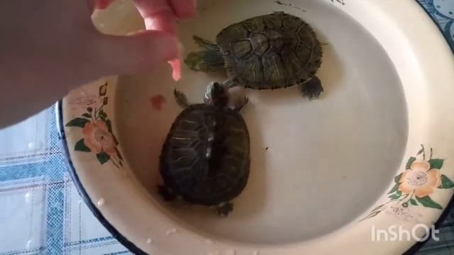 Красноухие черепахи едят мясо.Черепахи едят мясо.Милота