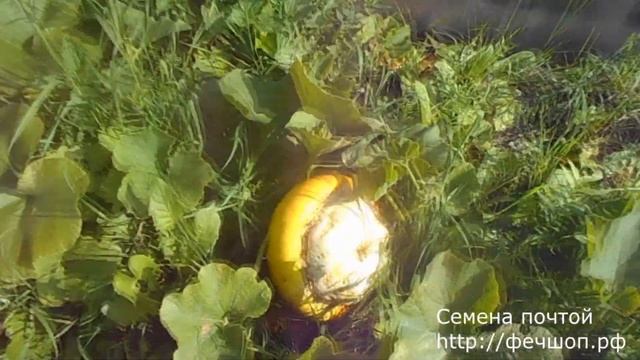 Тыква из Китая  Открытый грунт