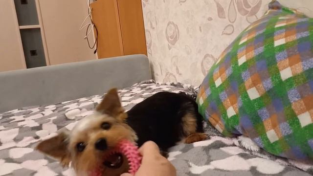 йорк фея маленькая жадина