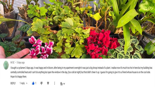 Which Of My GREENHOUSE Plants Would Grow As HOUSE-PLANTS?