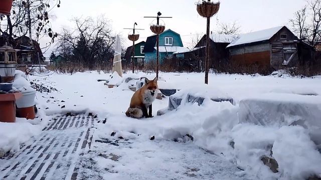 (655) Лиса приходит в гости. Ноябрь 2023