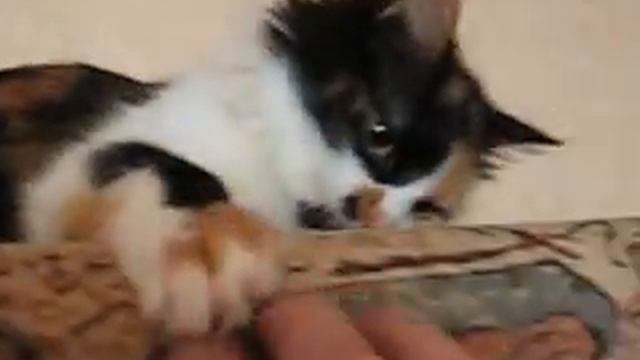 Квартирный хищник-2. Глаза.