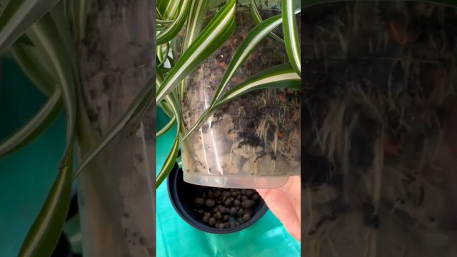 Хлорофитум готов был выпрыгнуть из старого горшка 😁 #растения #plant #хлорофитум #пересадка