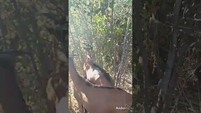 Продажа козлика 2023 на Авито