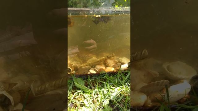 Куботан для украшения аквариума