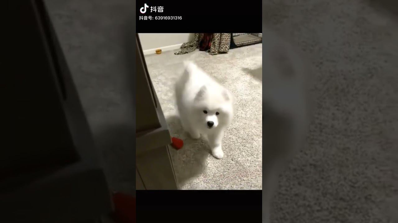 ♡ Добрые и ласковые самоеды.