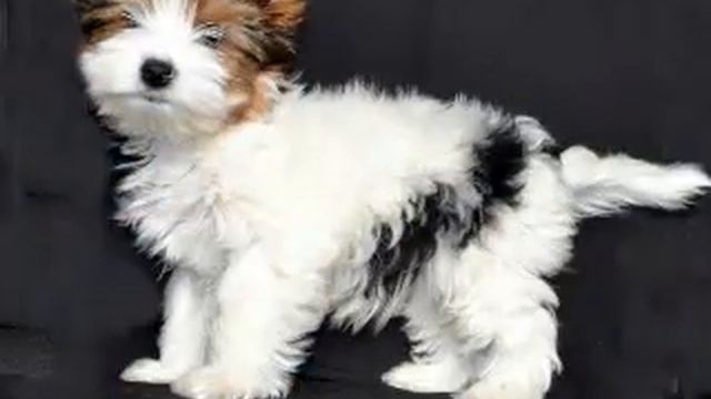 Новая папка