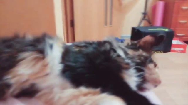 Кошка отдыхает после 