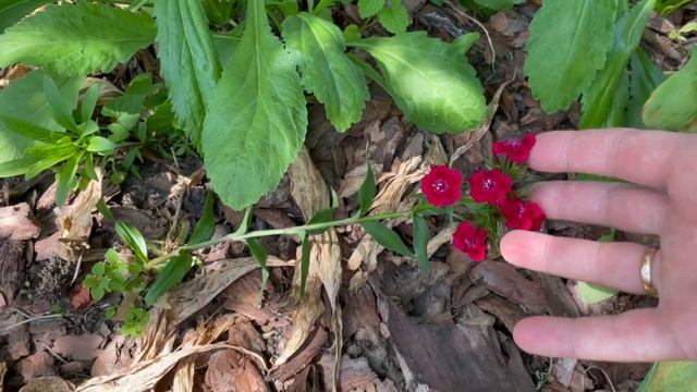 Новая роза Джон Дэвис??/ Что с моей розой??