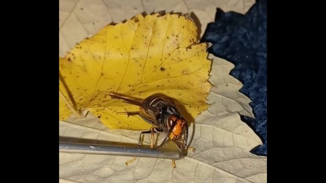 Азиатский шершень отказался пить воду на камеру. Охотник на шершня.