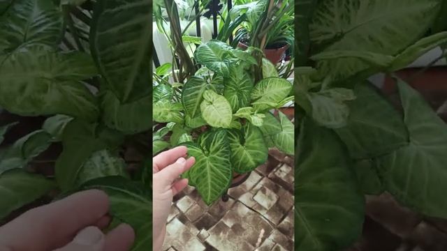 Сингониумы