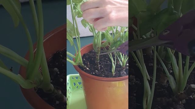 Сингониум: весенняя обрезка кустика