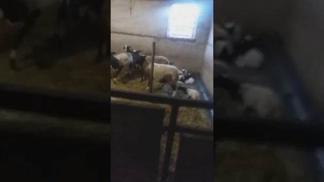 Бурские козы, бараны Дорпер