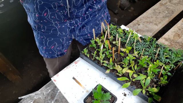 переукоренённые черенки с агро виолы