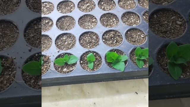 ПЕТУНИЯ, увеличение объёма грунта. ЧЕРЕНКОВАНИЕ.