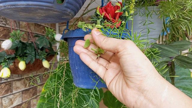 Summer Vertical Garden /best Air Purifier Hanging Plants/easy To Grow For Beginners