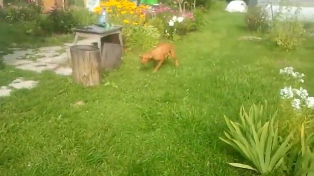 Скотч Vs выжла