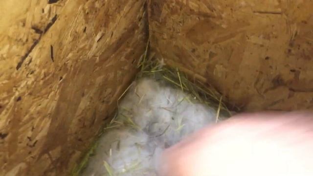 Новые обогревы маточников