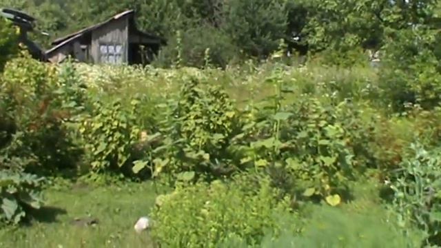 тверь оршинка