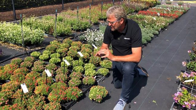 Florensis | Delosperma Ice Cream™