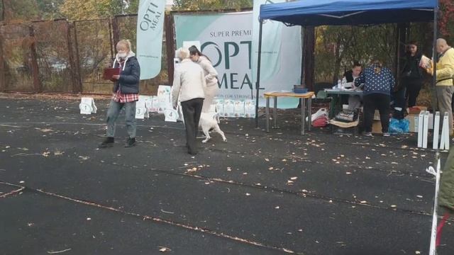 Bull Terrier , Kherson, Ukraine 17.10.2021/ Бультерьер, Херсон, Украина 17.10.2021