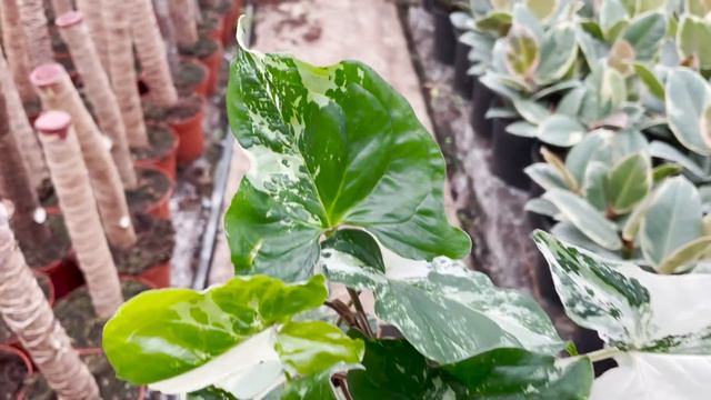 Syngonium Albo Variegata | Live From The Nursery Series