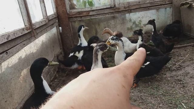 У Даши села цветная утка / Дашина свинка перегуляла /