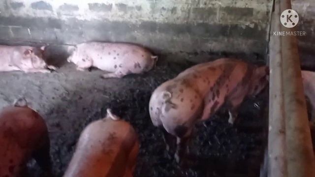 Перевели Поросят в Откорм , Утренний Обход