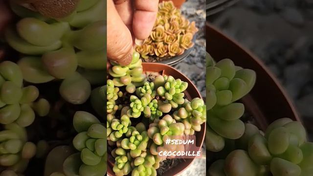 Sedum Crocodille. #coleçãodesuculentas #dicas