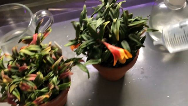 Sophronitis Brevipenduculata. Cобираю дождевую воду 🤣🤣🤣