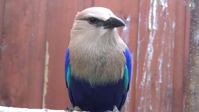 Living Thing Has The Right To Live -  урок Английского языка