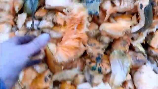 Самодельный тыквоуборочный комбайн барабанного типа