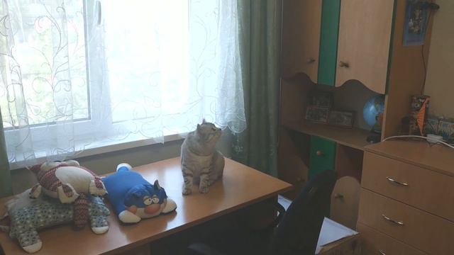 ШОТЛАНДСКИЙ КОТ СОШЕЛ С УМА  😲