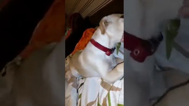 Лабрадор играет! Ретривер!!!