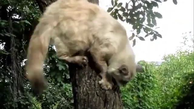 Опасный спуск