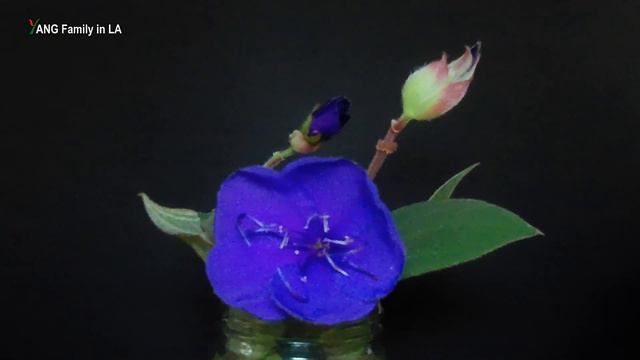 Princess Flowers Blooming Time Lapse (4K, 97 Hr In 73 Sec) (公主花开花延时摄影)