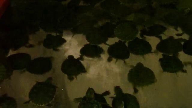 Черепаха красноухая (Trachemys Scripta)