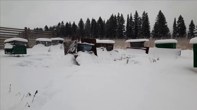 Зимовка пчел на улице. Утепление снегом. Состояние семей.Wintering Bees On The Street.