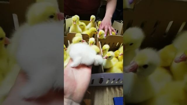 Альбинос в нашем хозяйстве Раевский инкубатор