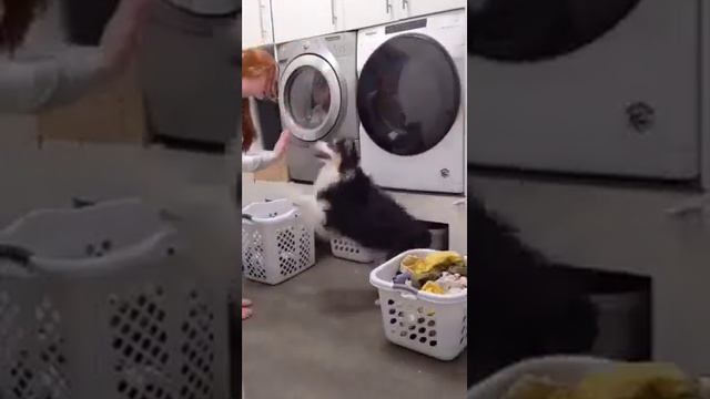 Как можно не  любить такое чудо.