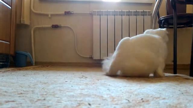 Кошка Белка и майский жук