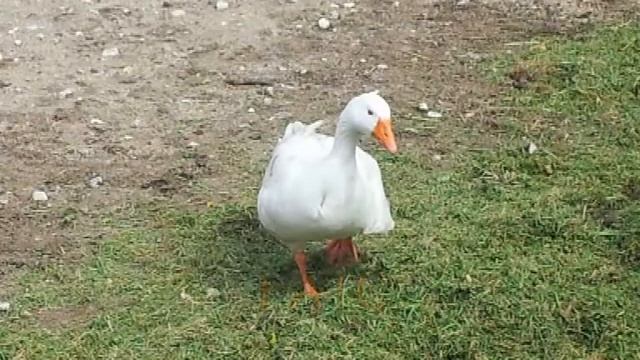 Juego Qué Animal Es 1 (www.racoinfantil.com)