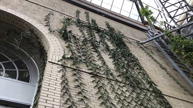 Crazy Huge Vanilla Vines!
