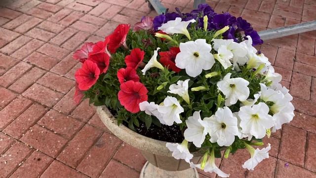 Petunia CannonBall – New Series For 2022